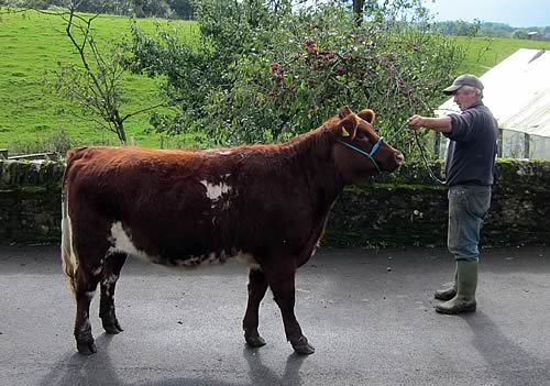 Fieldhouse Daphne 573800188 by Albion L`Anniversaire (a son of Dunsyre North Star) - one of our three in-calf heifers entered for the Stirling sales